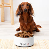 Pet Bowl - Rise8